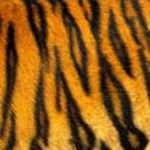 pic for Tiger skin